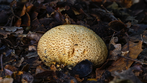 Leopard Earthball