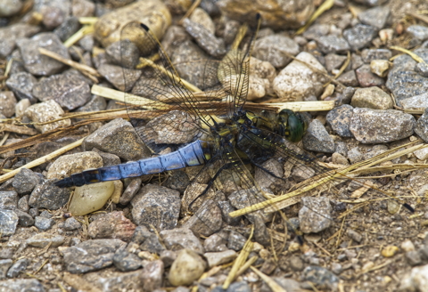 Broad bodied chaser male