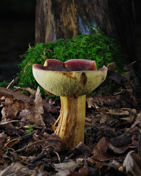 Hortiboletus Engelii