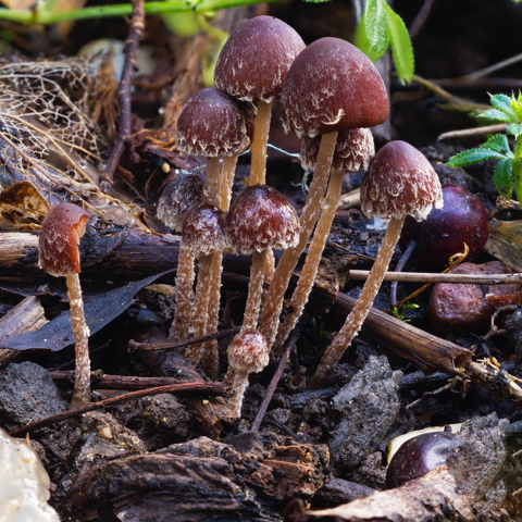 Conical Brittlestem