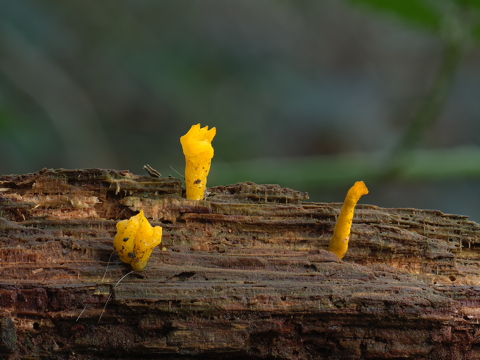 Small Stagshorn