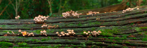 Glistening Inkcap