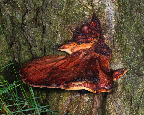 Oak Polypore