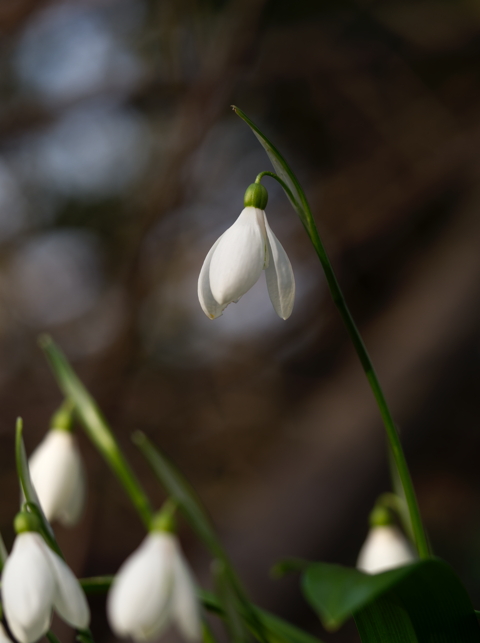 Snowdrop
