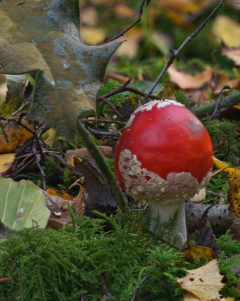 Fly Agaric