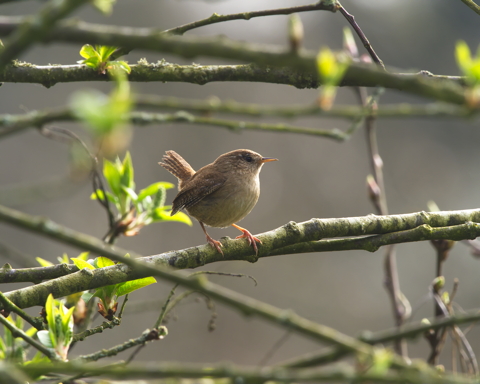 Wren
