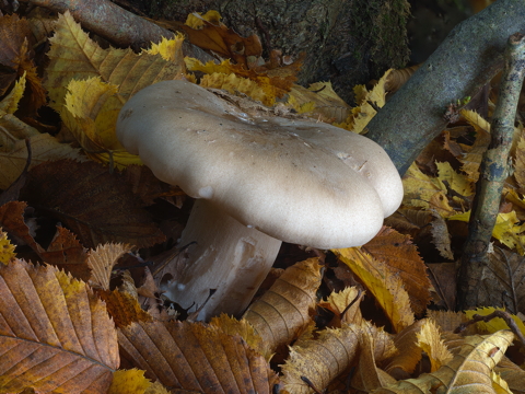Wood Blewit