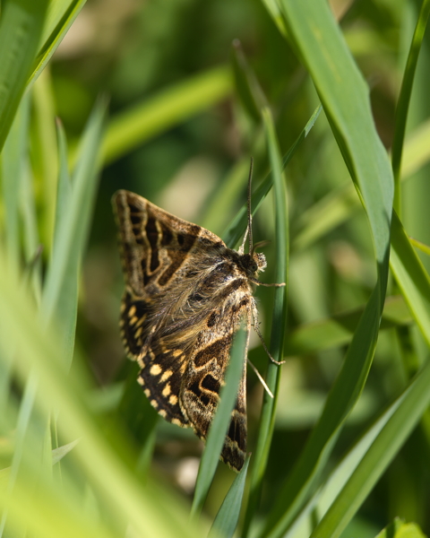 Mother Shipton Moth
