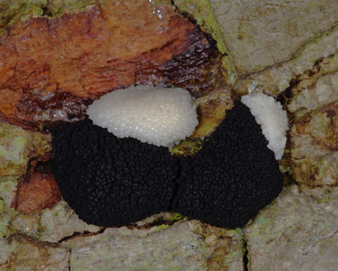 White Slime Mould On King Alfreds Cakes