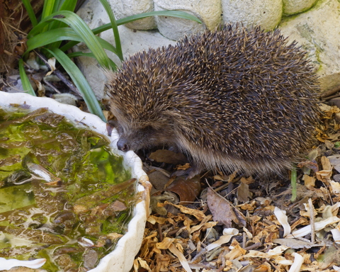 Hedgehog