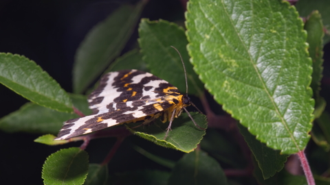 Magpie Moth