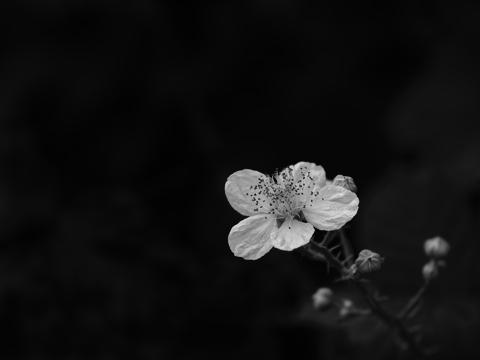 Bramble flower