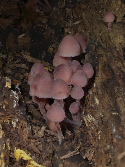Burgundy Drop Bonnet