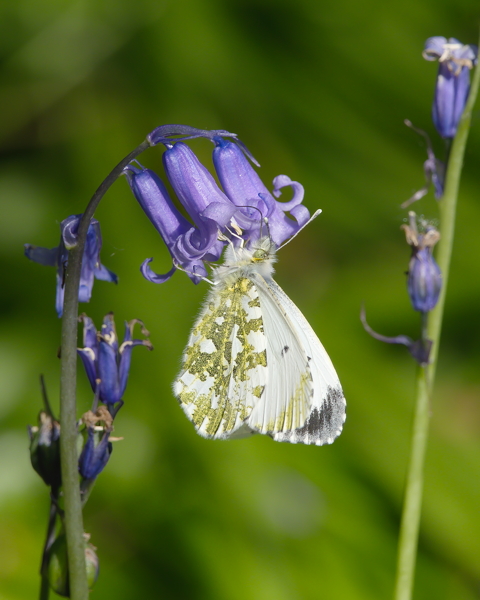 Female Orange Tip