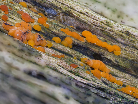 Common Jellyspot