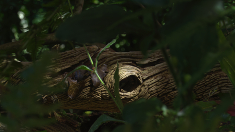 Beware amongst the grasses