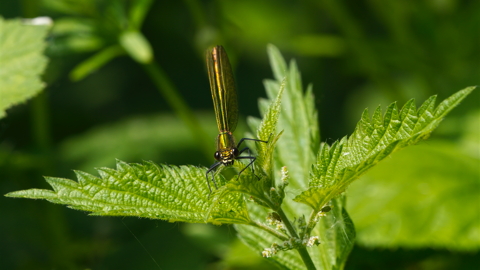 Do you think he saw us?