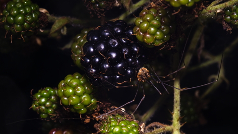 Harvestman on Ripe Bramble