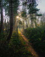 Lighted Path