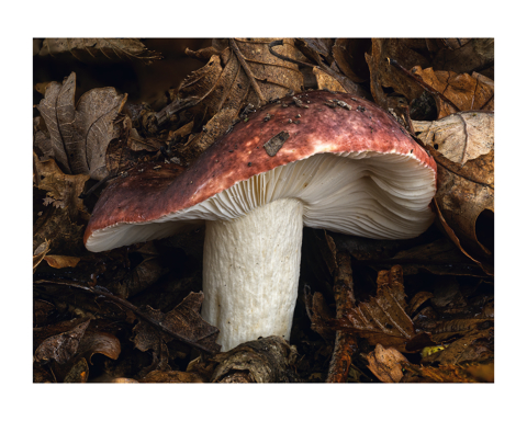 A single mushroom with a dark red cap and white stem against bronze coloured leaves.