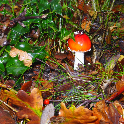 Fly Agaric