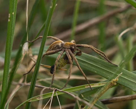 Grass Spider with grub