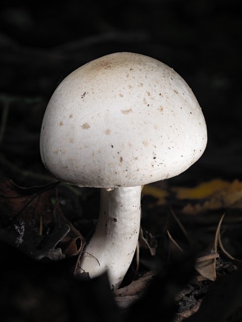 Wood Mushroom