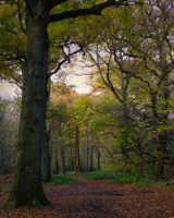 Mad Bess Path