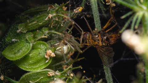 Orb Weaver on Hoverfly