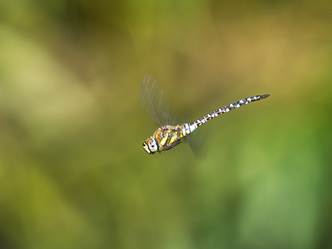 Common Hawker
