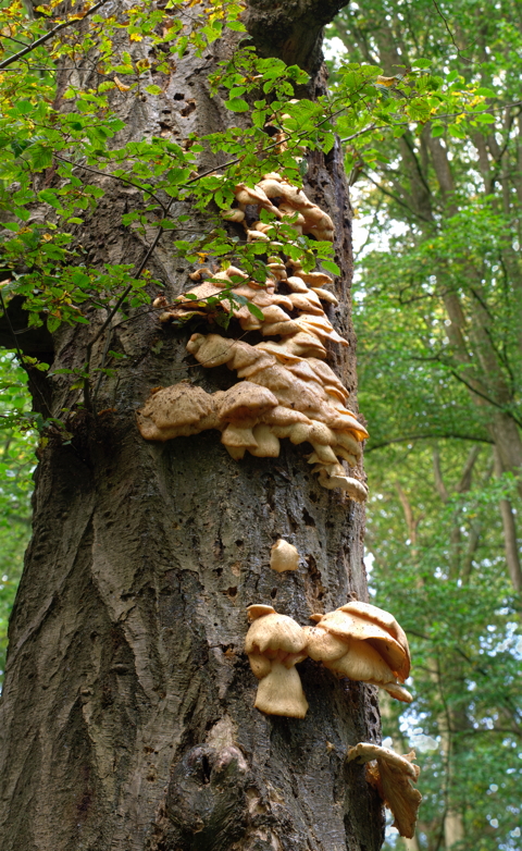 Chicken of the Woods