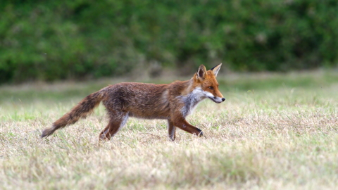 Younger Dog Fox