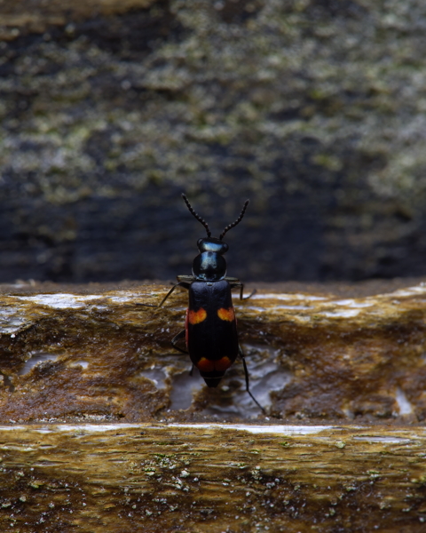 Anthocomus Fasciatus