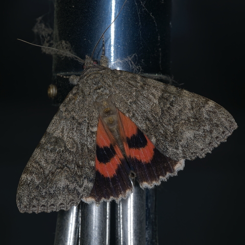Rosy Underwing