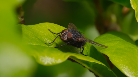 House fly