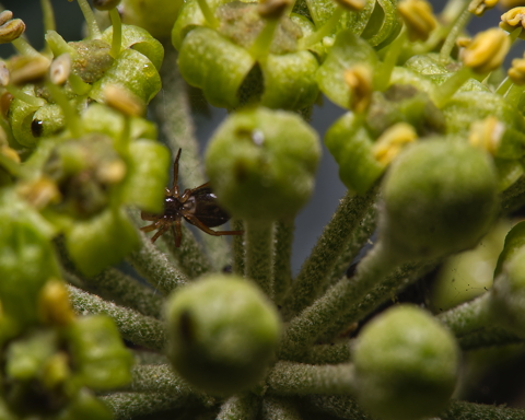 Hide and Seek in the Ivy