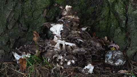 Hen Of The Woods
