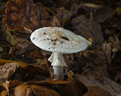 False Deathcap