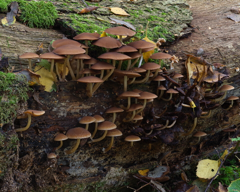 Slender Stump Brittlestem