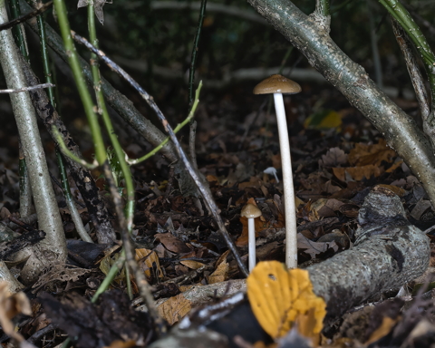 Cinnamon Aldercap