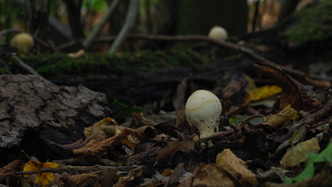 Stump Puffball