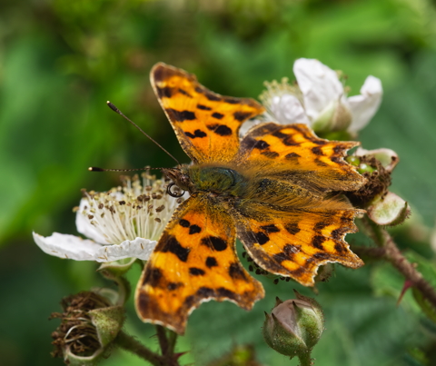 Comma