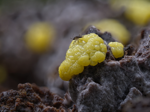 Dogs Vomit Mould