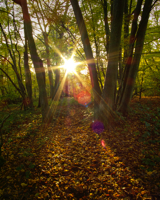 Autumn Flare