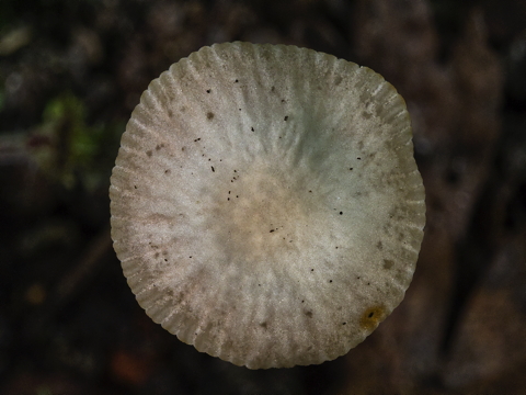 Common Bonnet