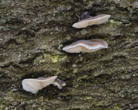 Oyster