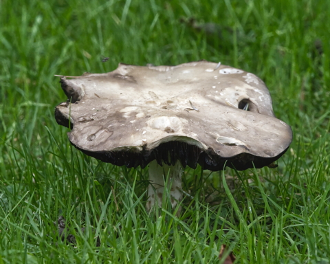 Field Mushroom