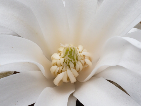 Star Magnolia