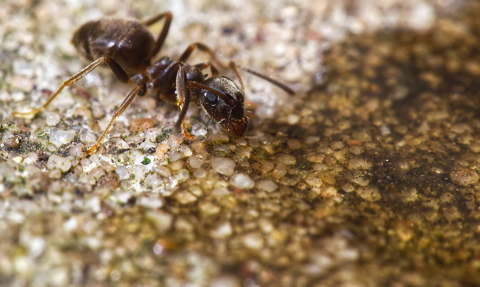 Ant drinking honey