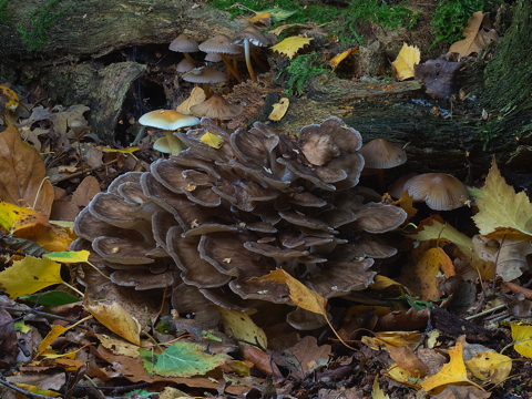 Hen of the Woods
